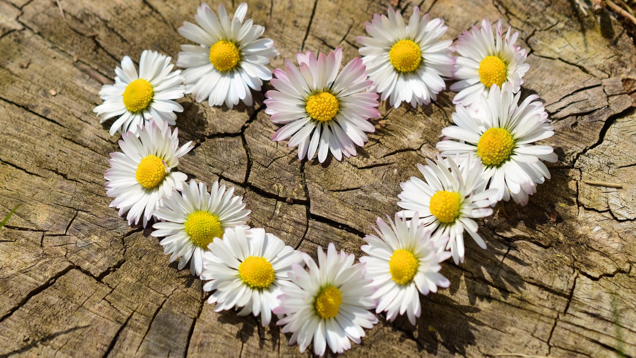 Gesù, il cardiochirurgo dei cuori affranti